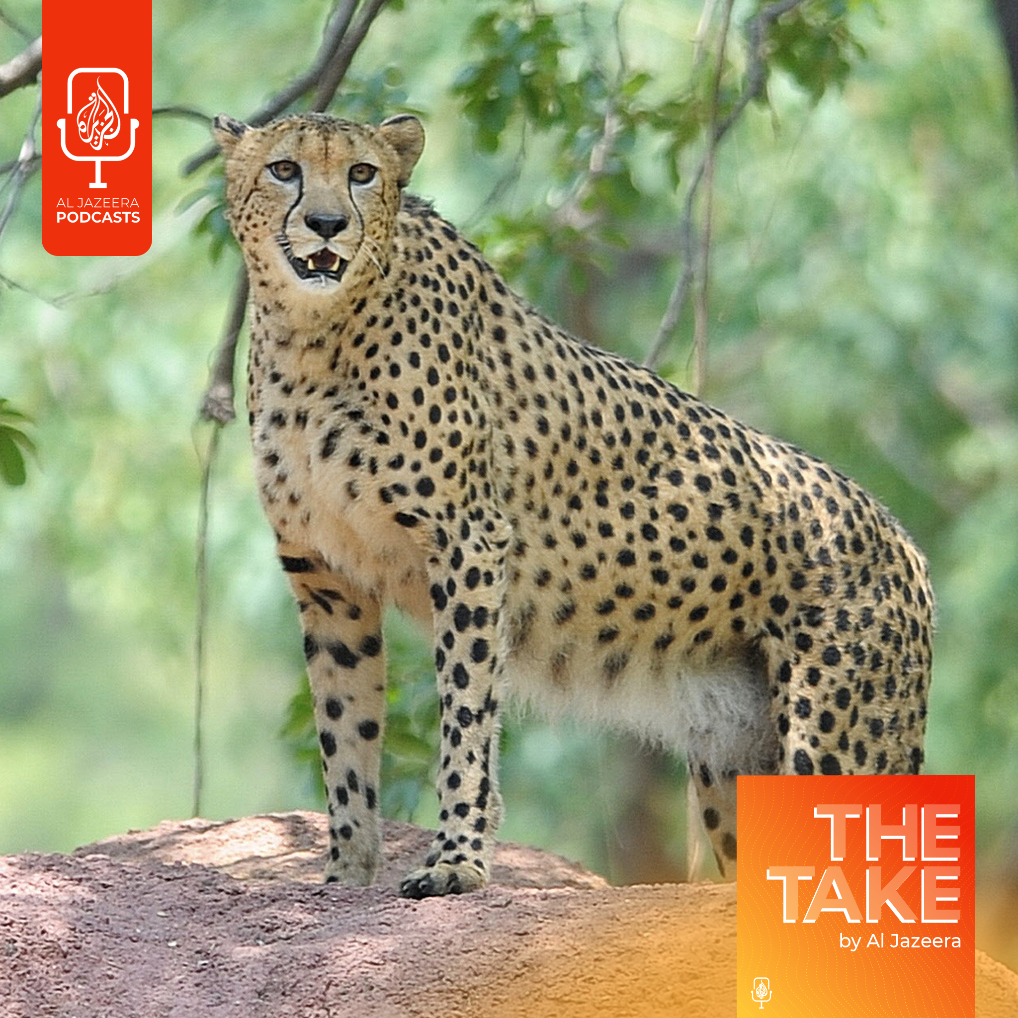 Why are African cheetahs dying in India?
