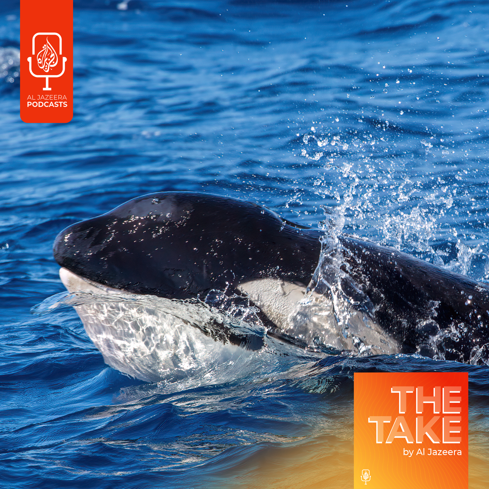 ‘Orca uprising’: Why are orca whales targeting boats?