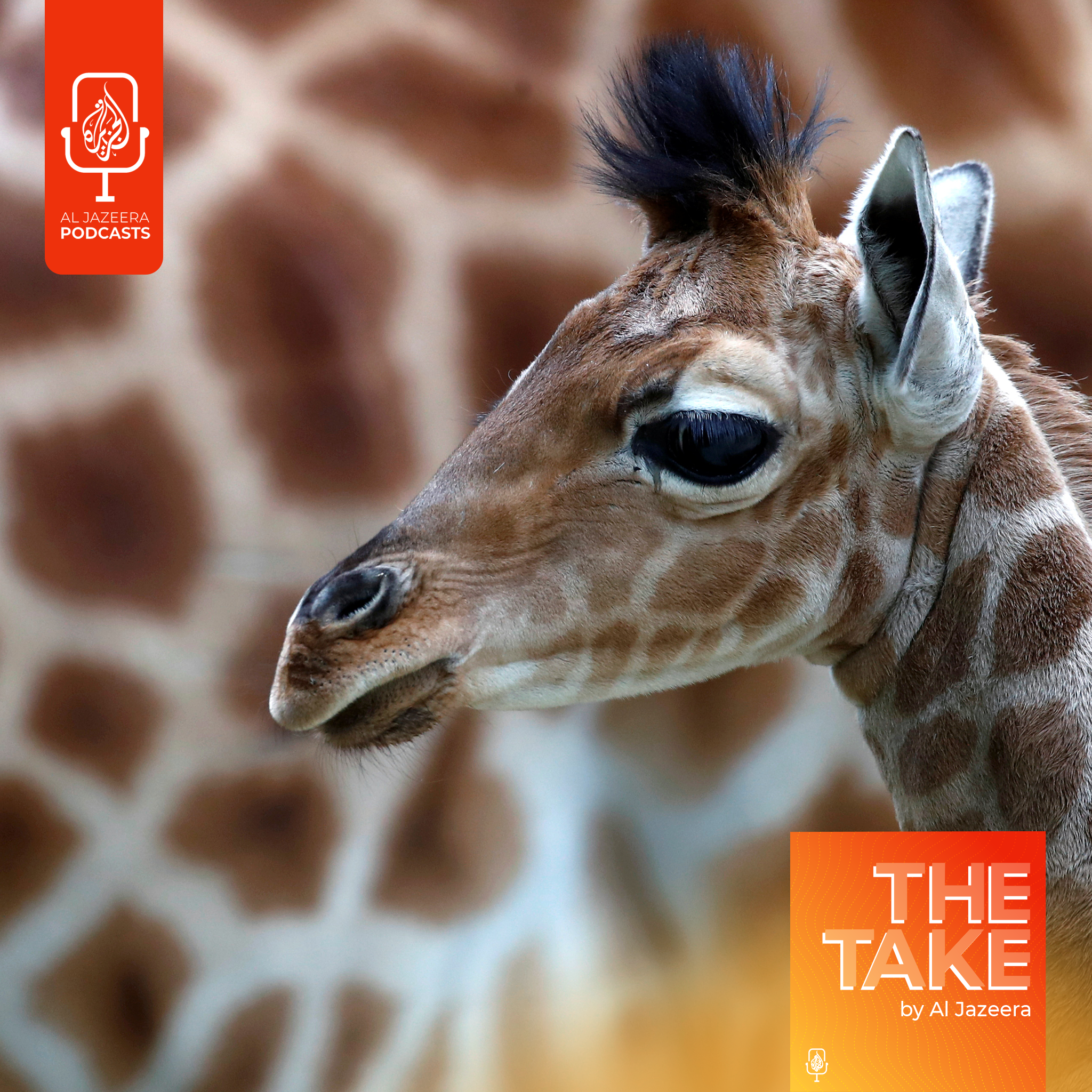 Why is the giraffe facing a silent extinction?