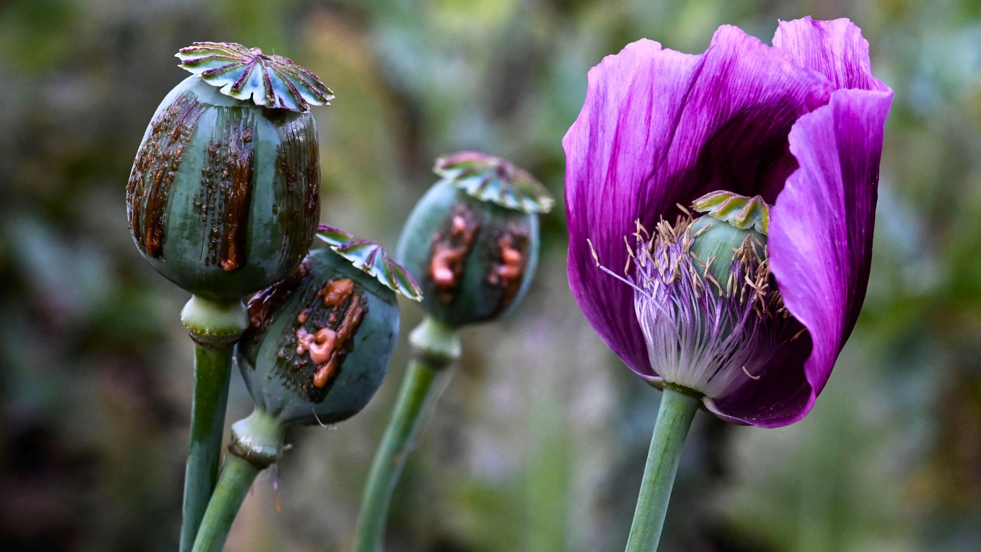 Opium poppy farming hits 10-year high in war-torn Myanmar