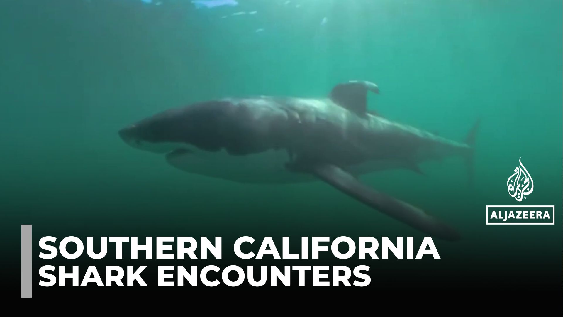 Swimming with sharks: Great whites and humans get closer than ever