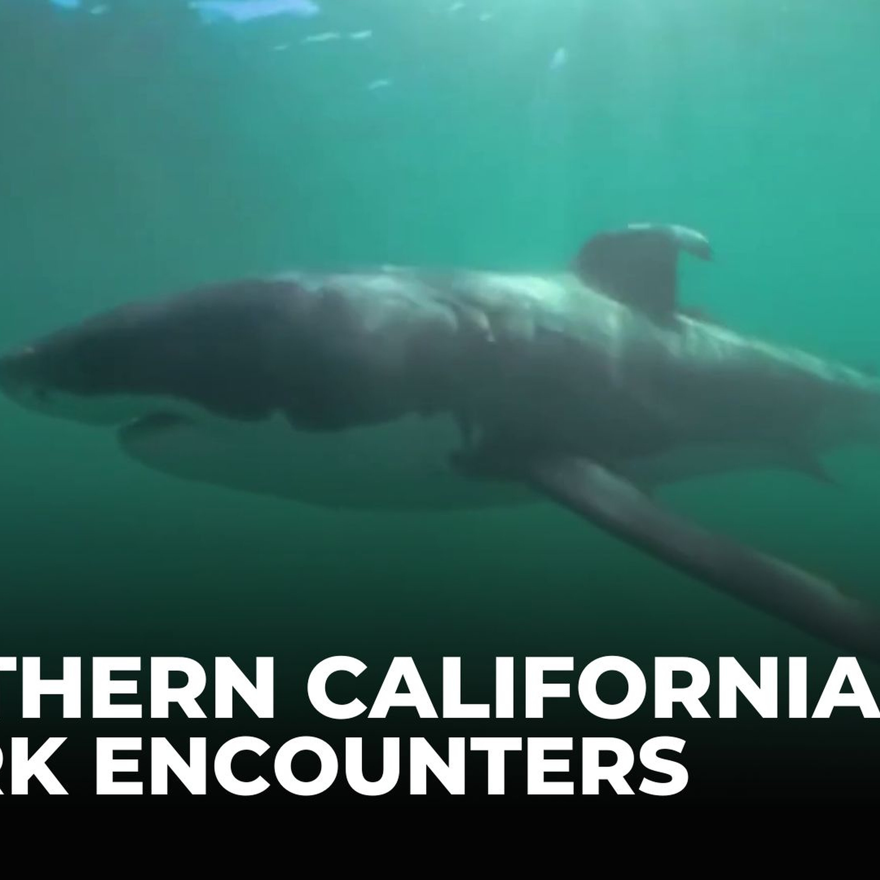 Swimming with sharks: Great whites and humans get closer than ever Swimming with sharks: Great whites and humans get closer than ever