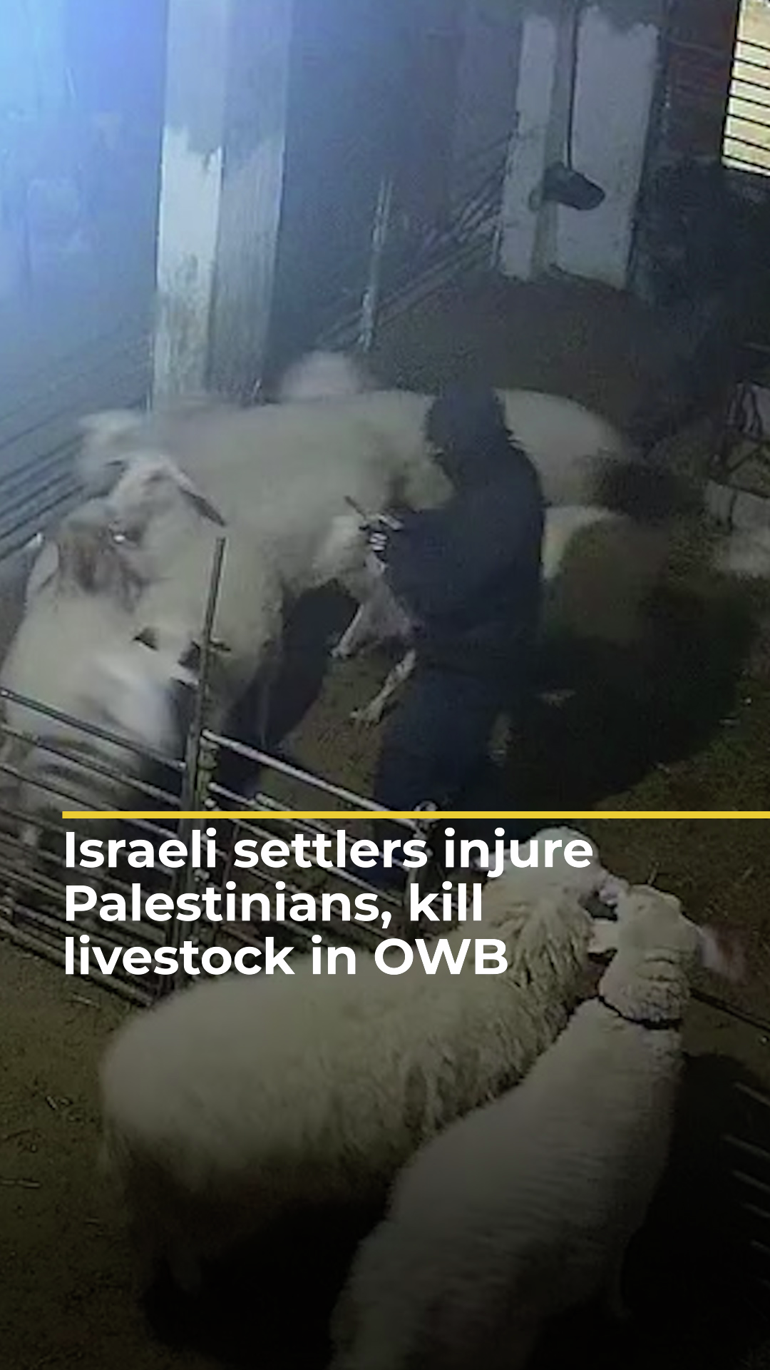 Israeli settlers injure Palestinians, kill livestock in OWB | AJ#shorts