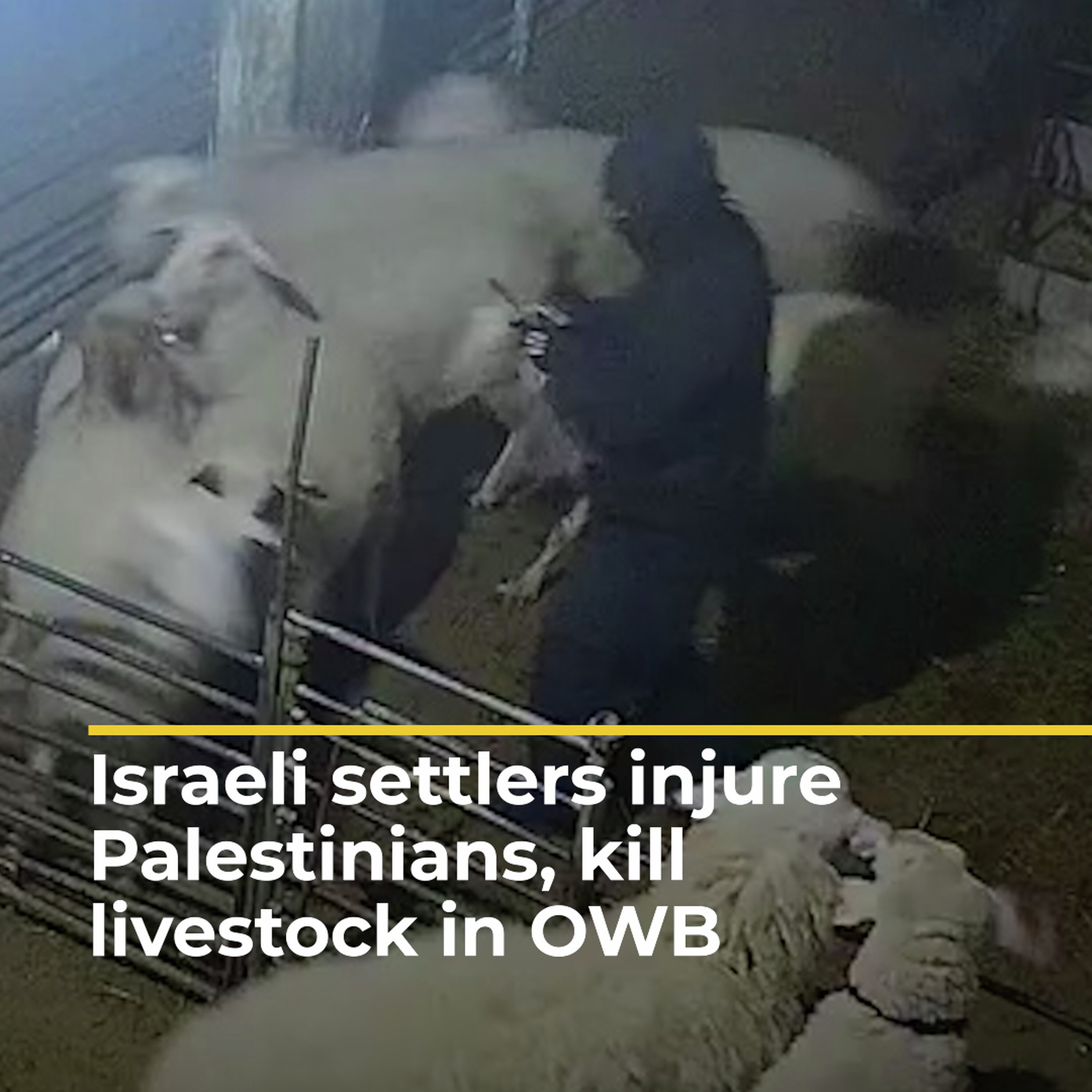 Israeli settlers injure Palestinians, kill livestock in OWB | AJ#shorts Israeli settlers injure Palestinians, kill livestock in OWB | AJ#shorts