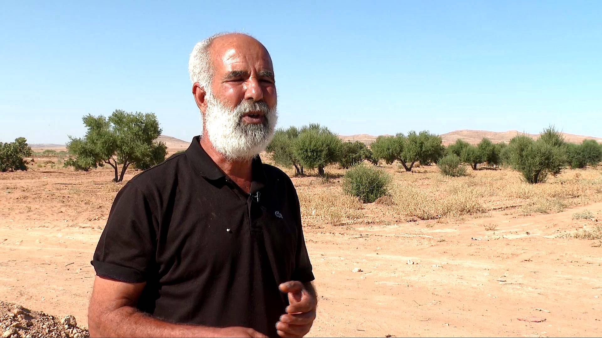 Drought devastates Libya’s olive farms as water scarcity deepens crisis