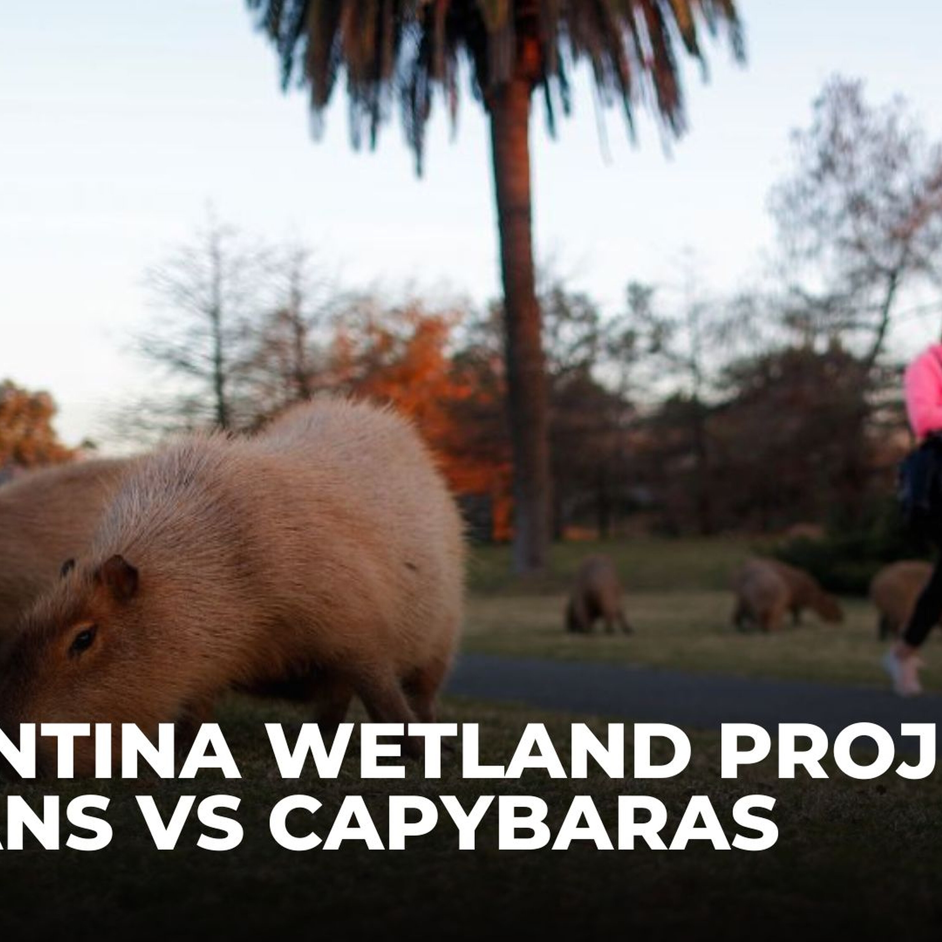Argentine suburb battles invasion of giant capybaras Argentine suburb battles invasion of giant capybaras
