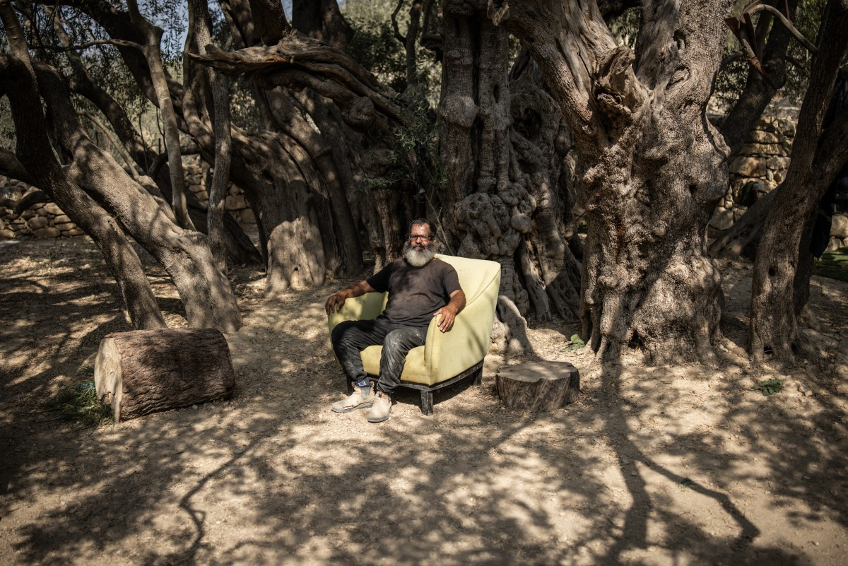 Ancient olive tree stands in defiance amid occupied West Bank violence