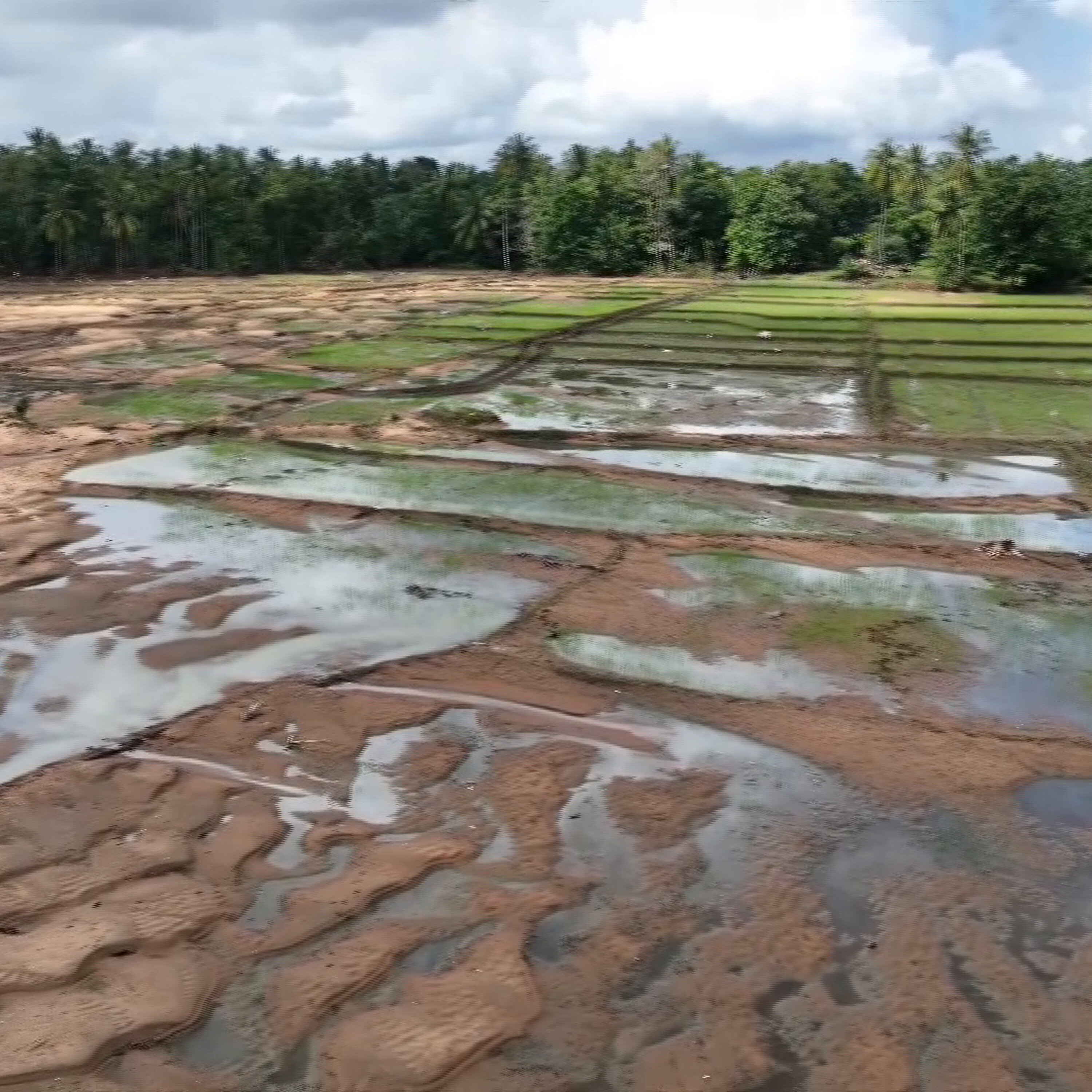 Sri Lanka flooding: 106,000 hectares of rice paddy fields damaged Sri Lanka flooding: 106,000 hectares of rice paddy fields damaged