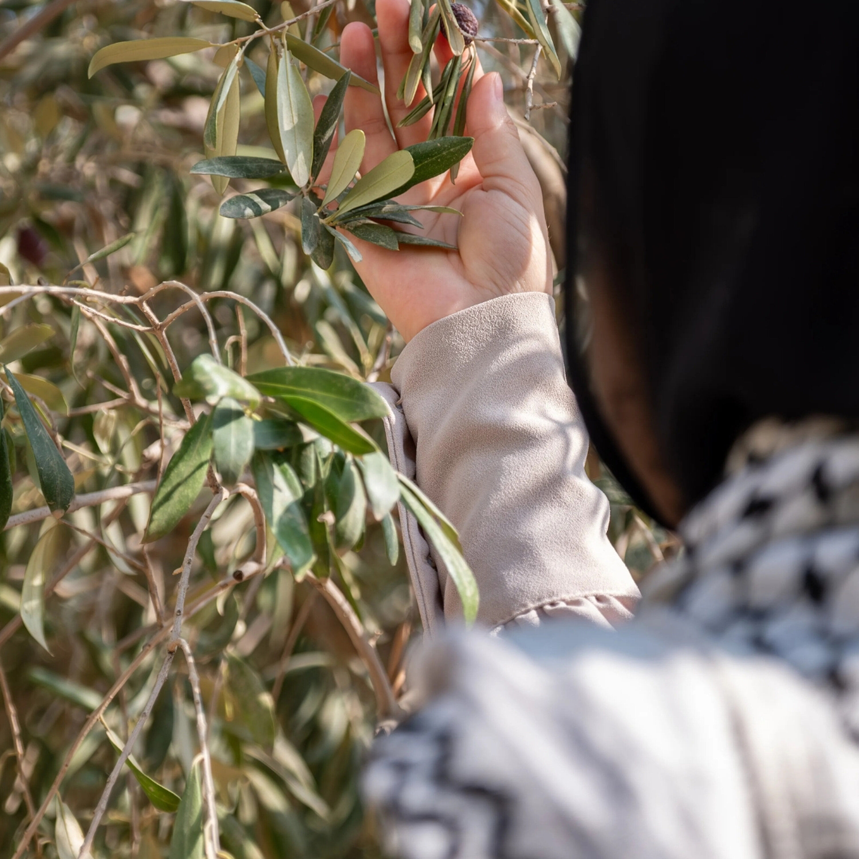 Olive trees destroyed: Israeli 'land grab' tears up Palestinians' livelihoods Olive trees destroyed: Israeli 'land grab' tears up Palestinians' livelihoods