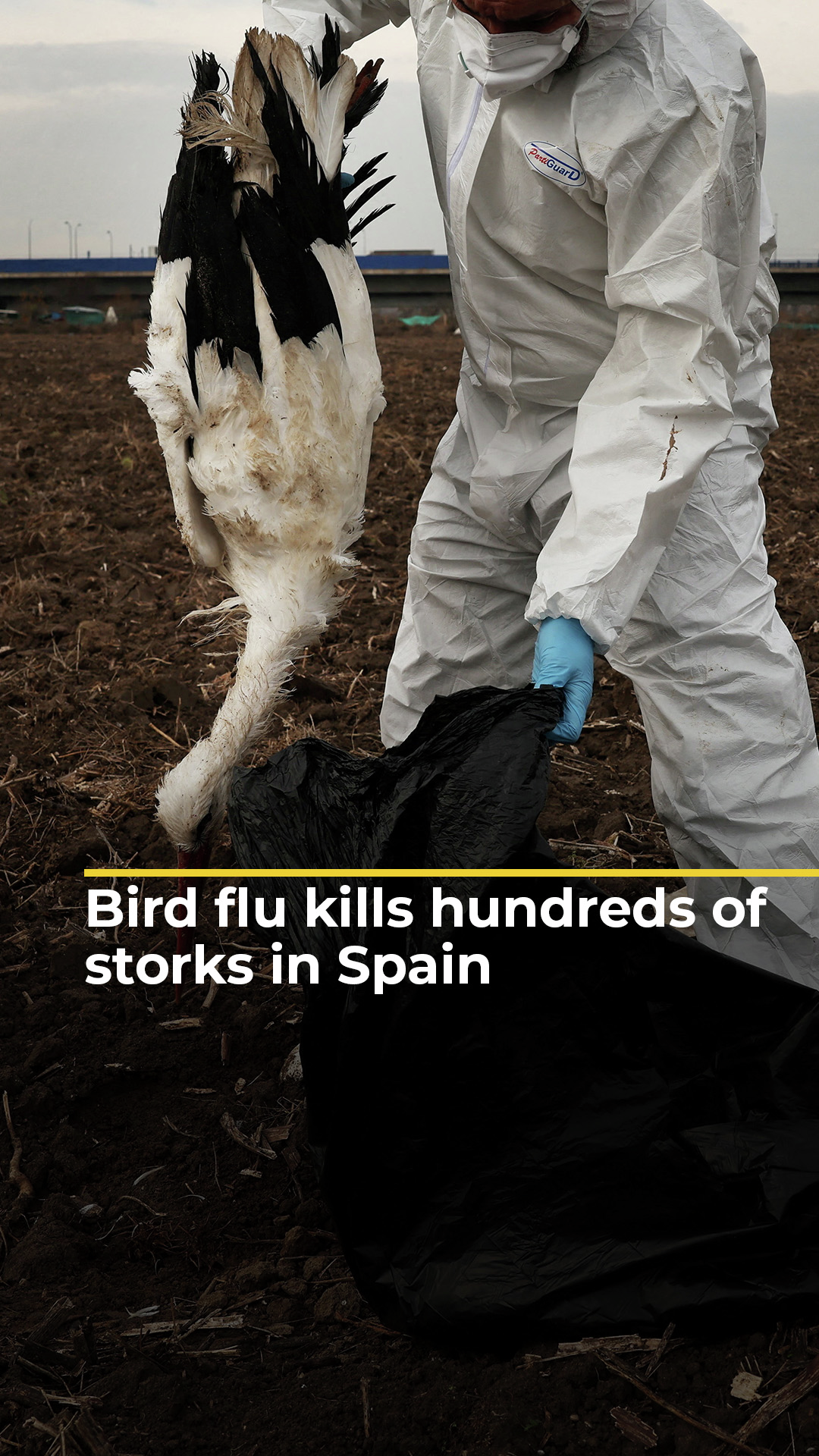 Bird flu kills hundreds of storks in Spain | #ajshorts