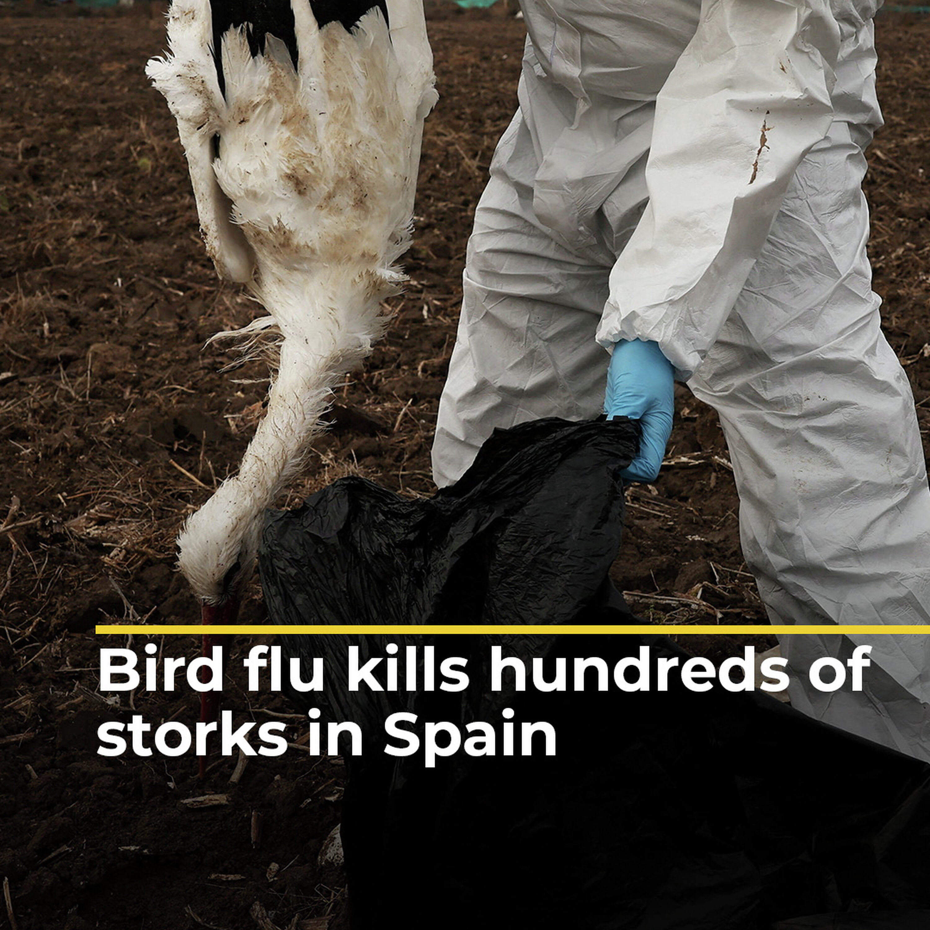 Bird flu kills hundreds of storks in Spain | #ajshorts Bird flu kills hundreds of storks in Spain | #ajshorts