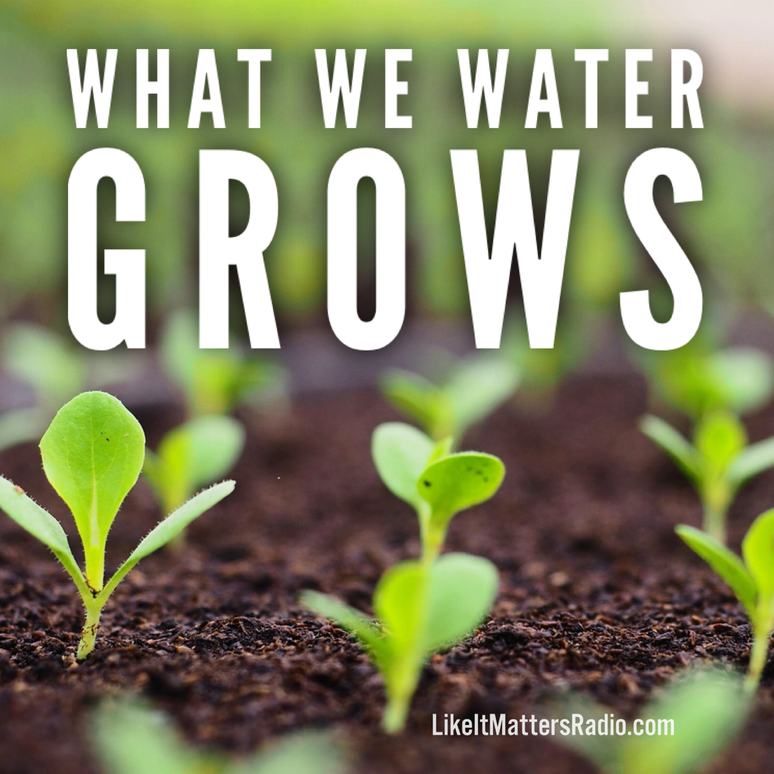 LIM Radio S10E22 What We Water Grows