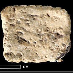 BONUS: Does a tiny 'curse tablet' from Mt. Ebal date to the settlement of Israel?