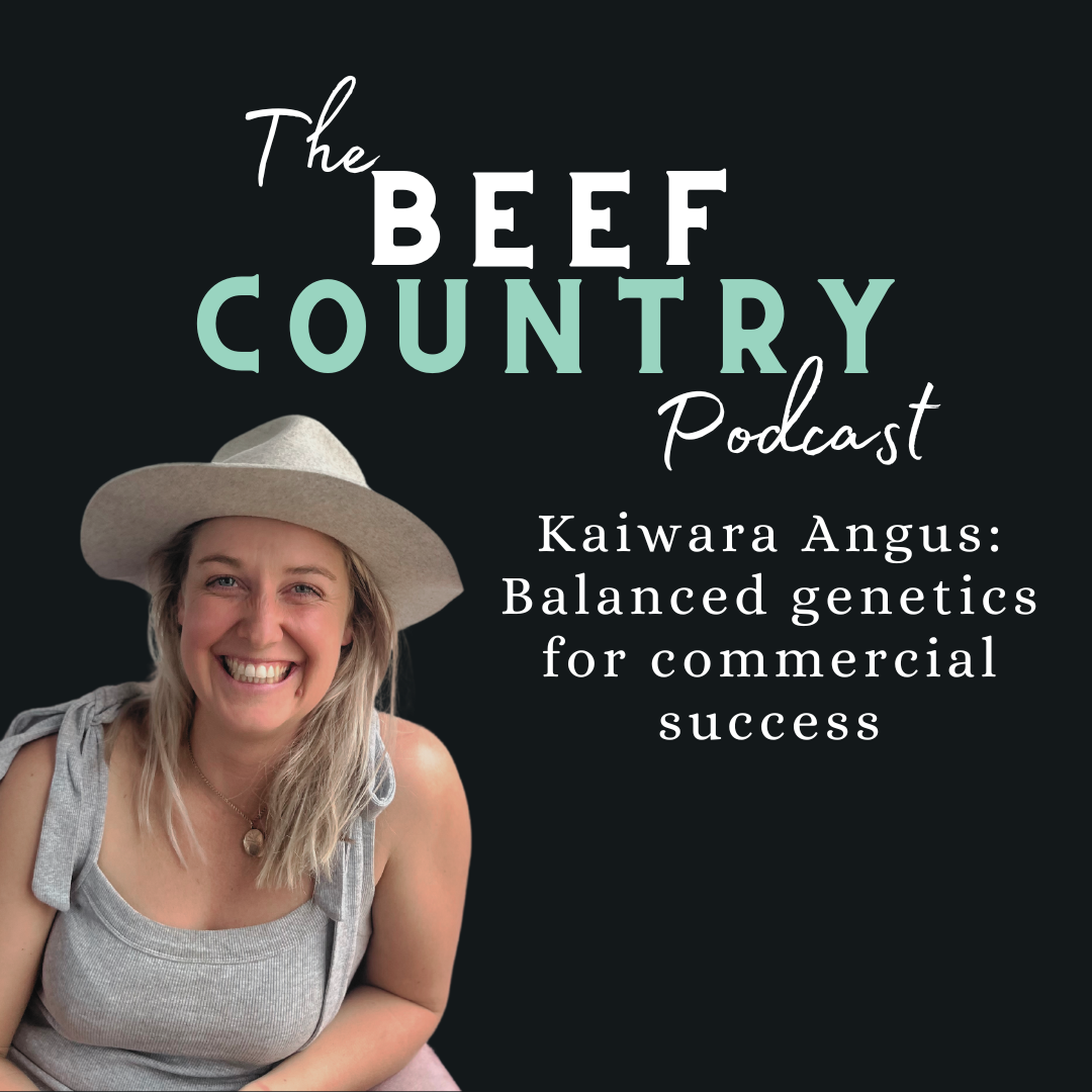 Beef Country - Kaiwara Angus: Balanced genetics for commercial success