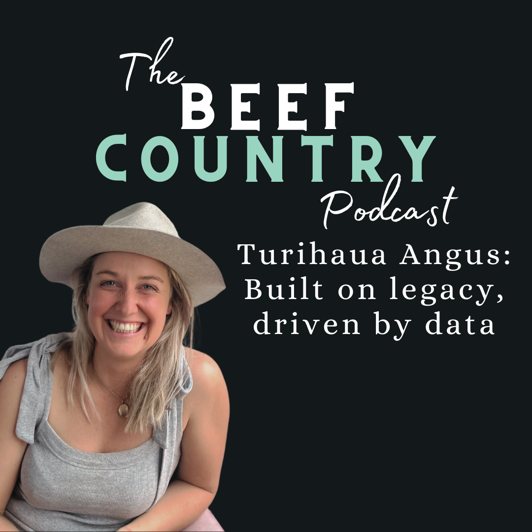 Beef Country - Turihaua Angus: Built on legacy, driven by data
