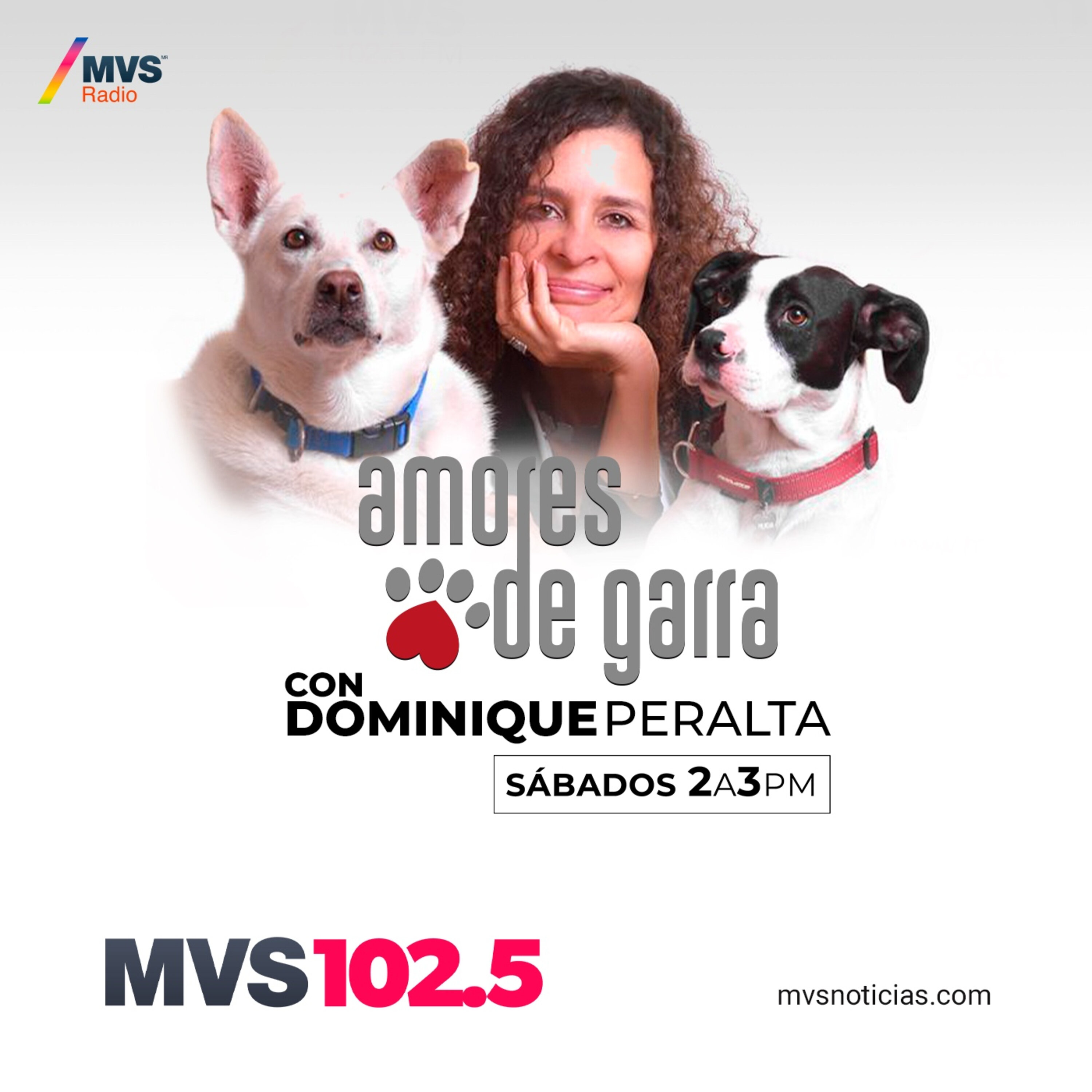 MITOS Y REALIDADES ACERCA DE LA ESTERILIZACIÓN EN PERROS Y GATOS