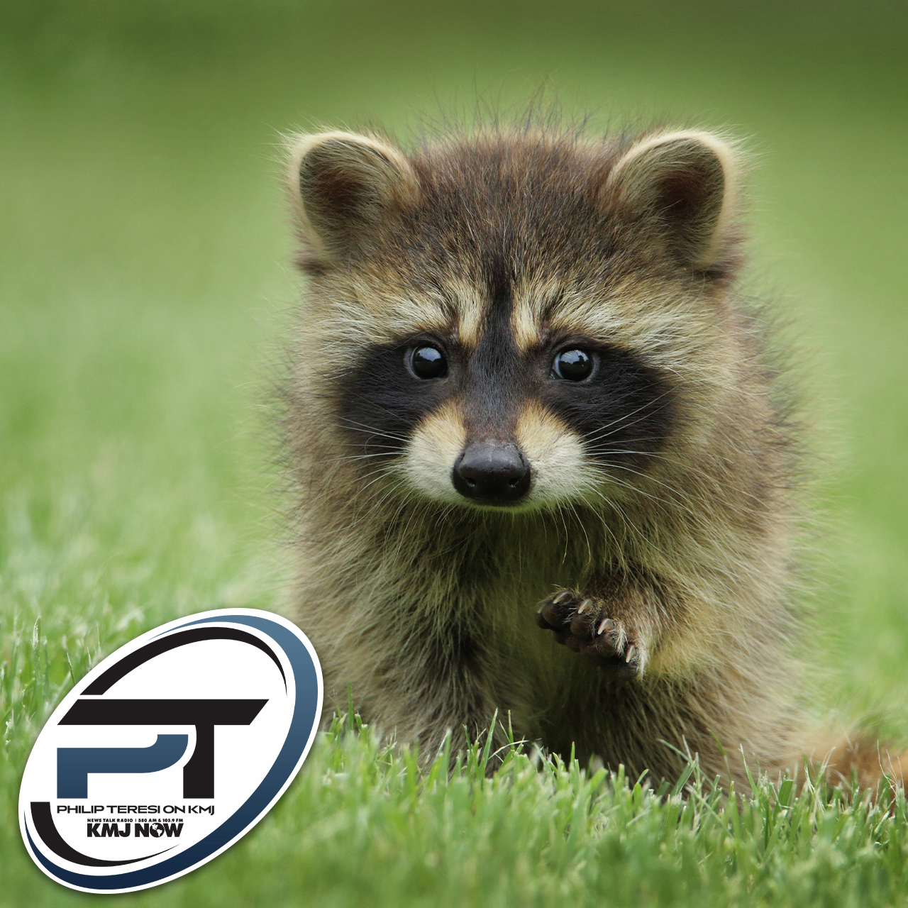 RACOON RESCUE: Orphaned Baby Raccoons Getting Help episode artwork
