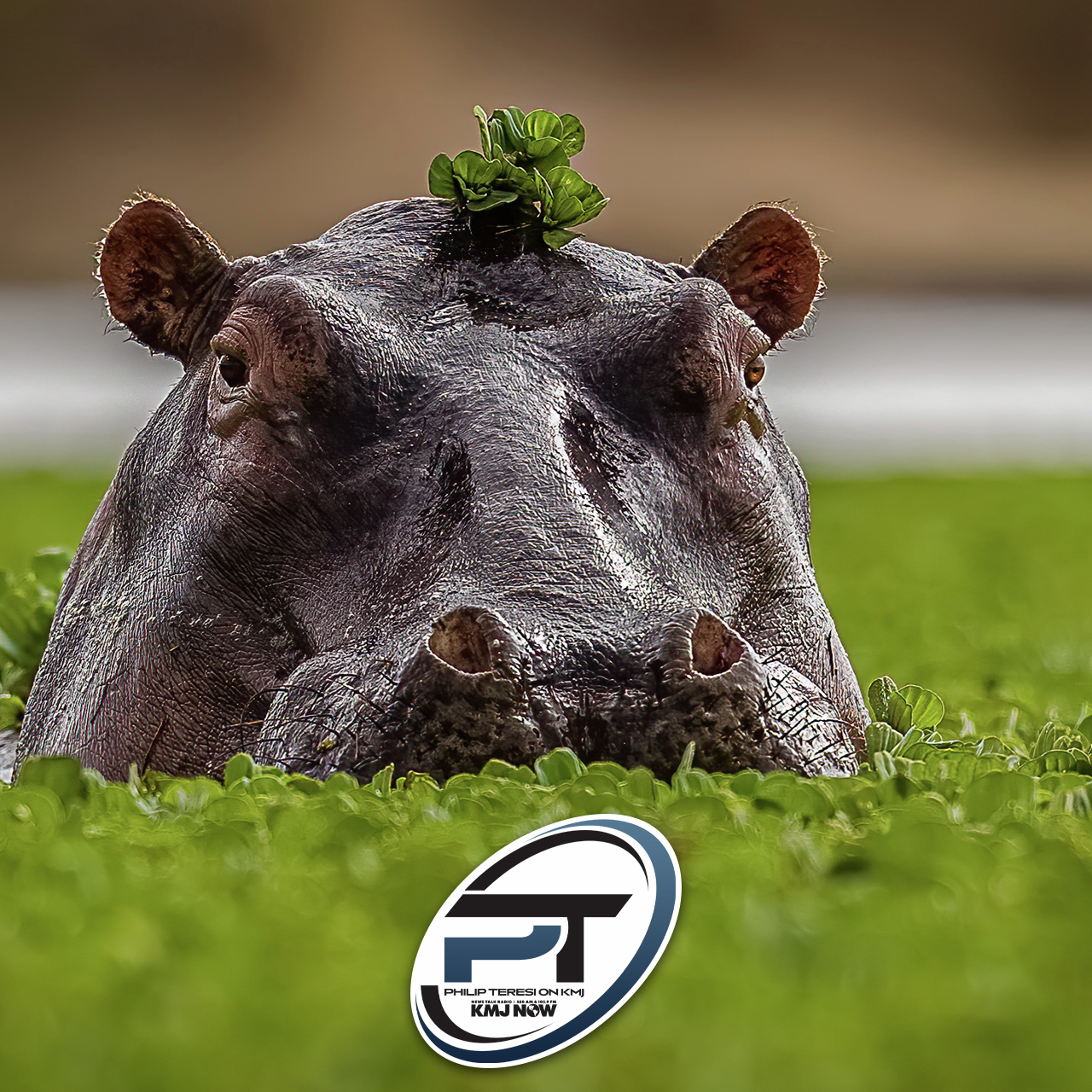 Pablo Escobar’s Hippos & Mark Zuckerberg’s AI Clone episode artwork