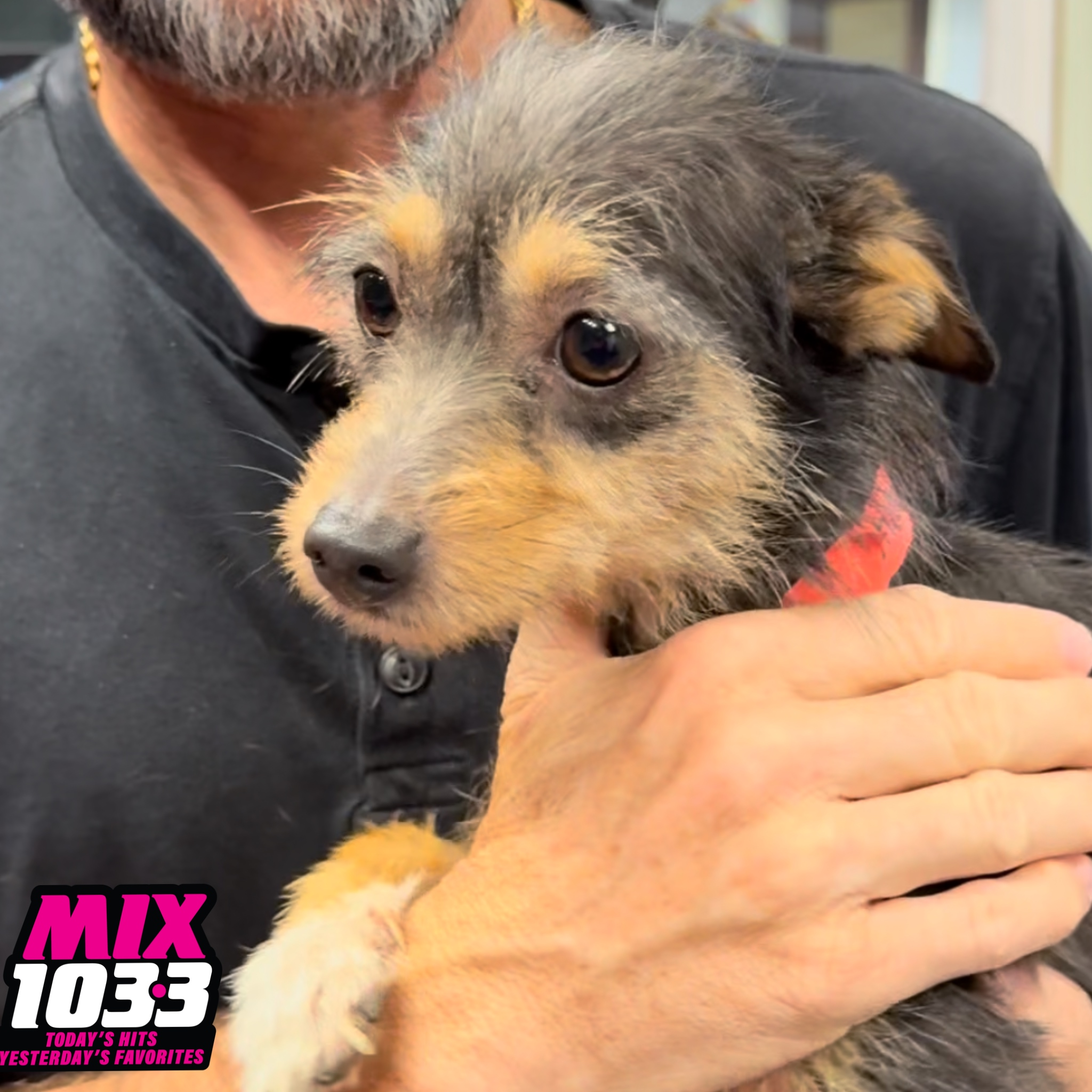 Montgomery Humane Society Update with Chloe episode artwork