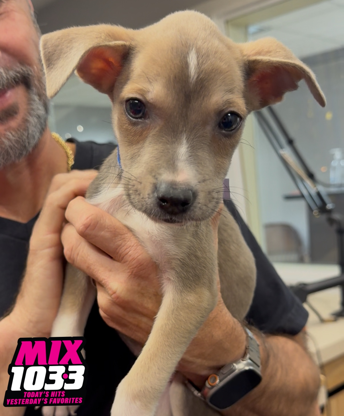 This Is Bluey - Montgomery Humane Society Weekly Update episode artwork