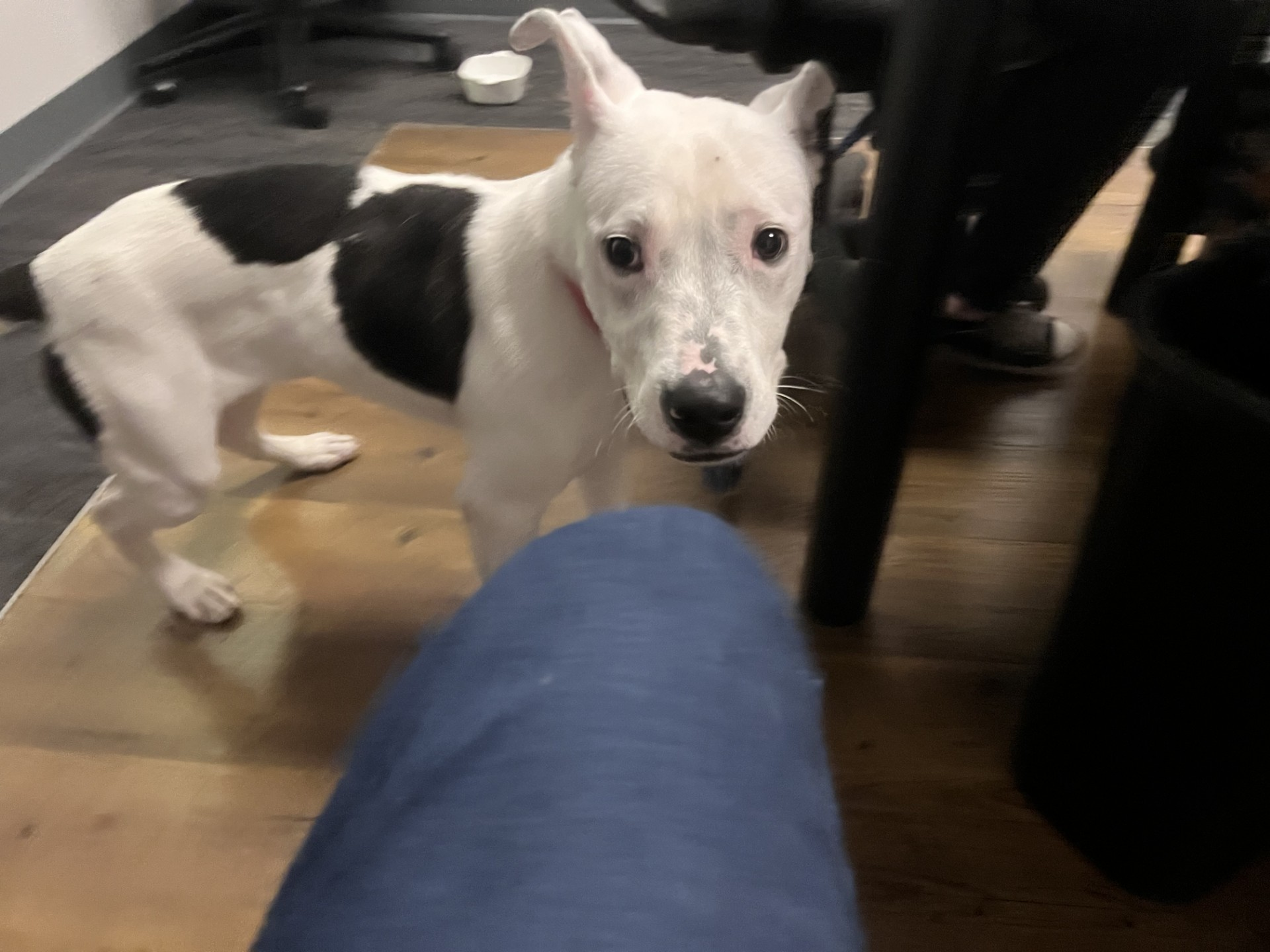 DFW's Morning News-SPCA Pet of the Week