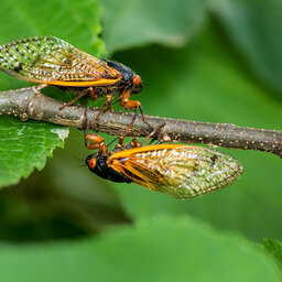 Landmark Pest Management's Rebecca Fyffe Talks Spring Pests and the Coming Cicada Apocalypse on the Steve Cochran Show