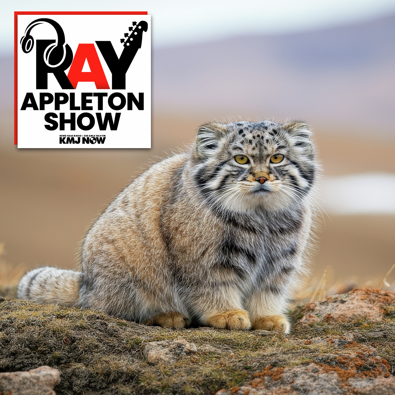 Chasing The Elusive Pallas’s Cat With Dale Anderson