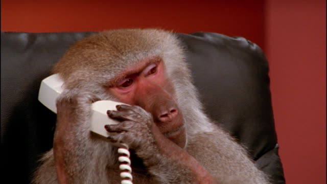 Smiley Monkey Patrol: Part 2 MoMo Calls into show!