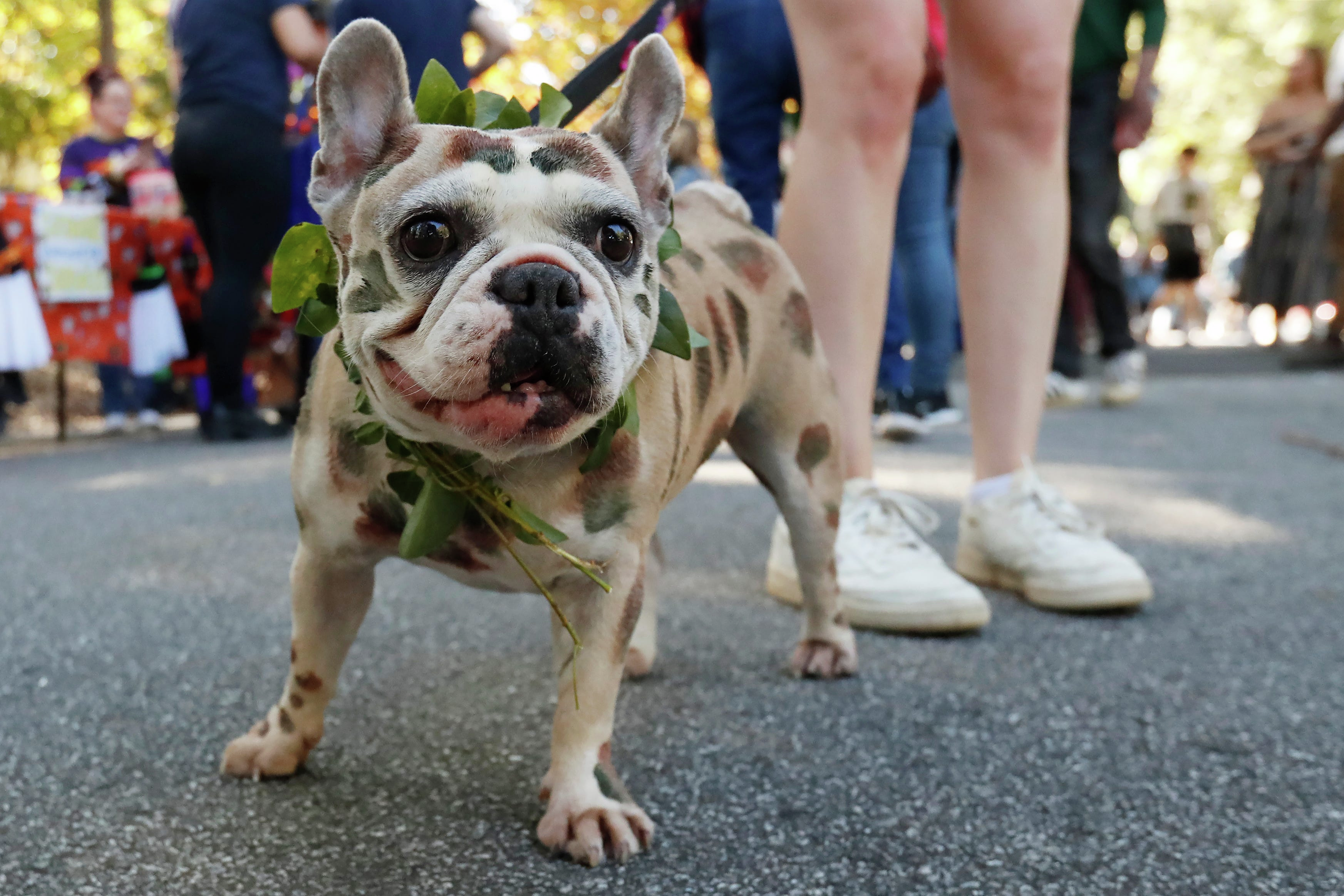 PAWS Chicago Susanna Homan joins the Ray Stevens Show to discuss how you can get involved and help out by Fostering, adopting, or donating.
