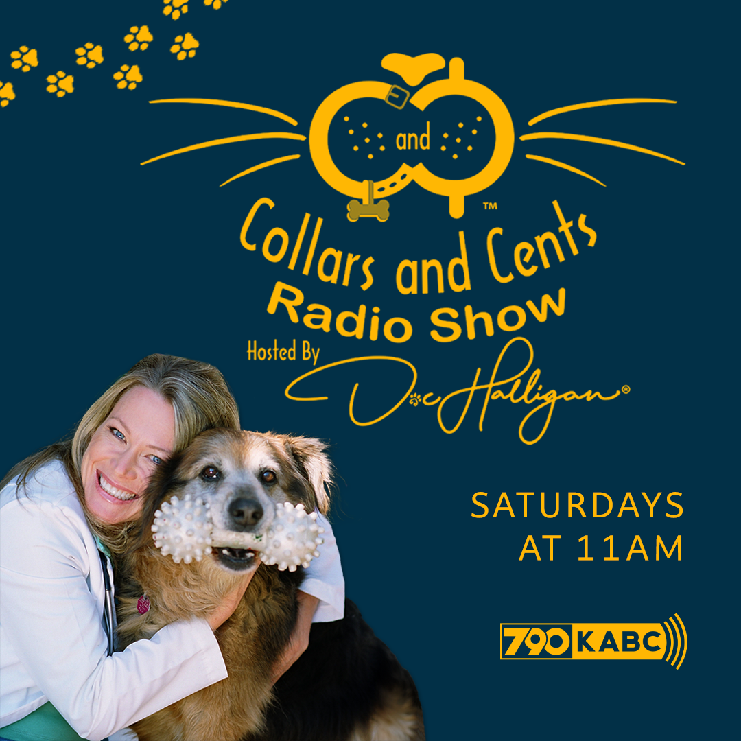 Collars and Cents 2/24/24