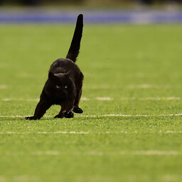 Cat on the field on Monday Night Football!
