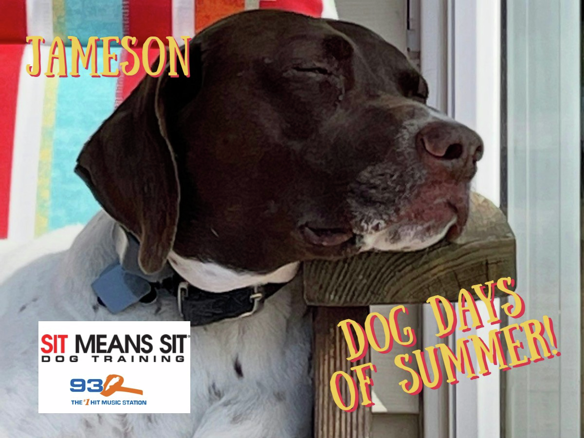 Dog Days Of Summer episode artwork