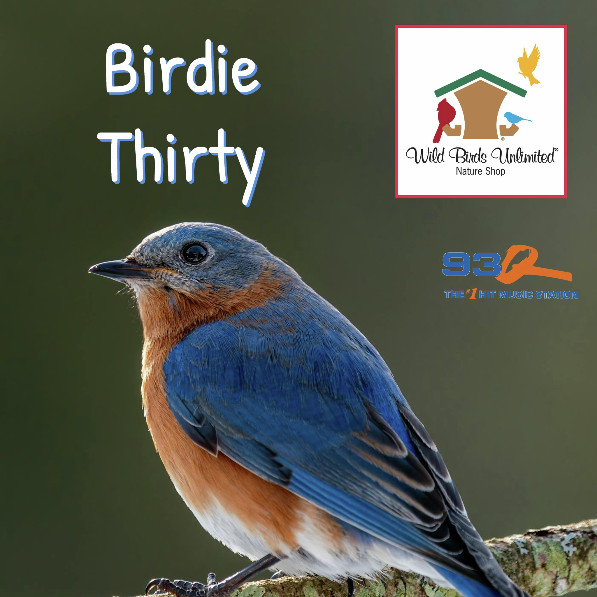 Birdie Thirty Week Ten - Eastern Bluebirds episode artwork
