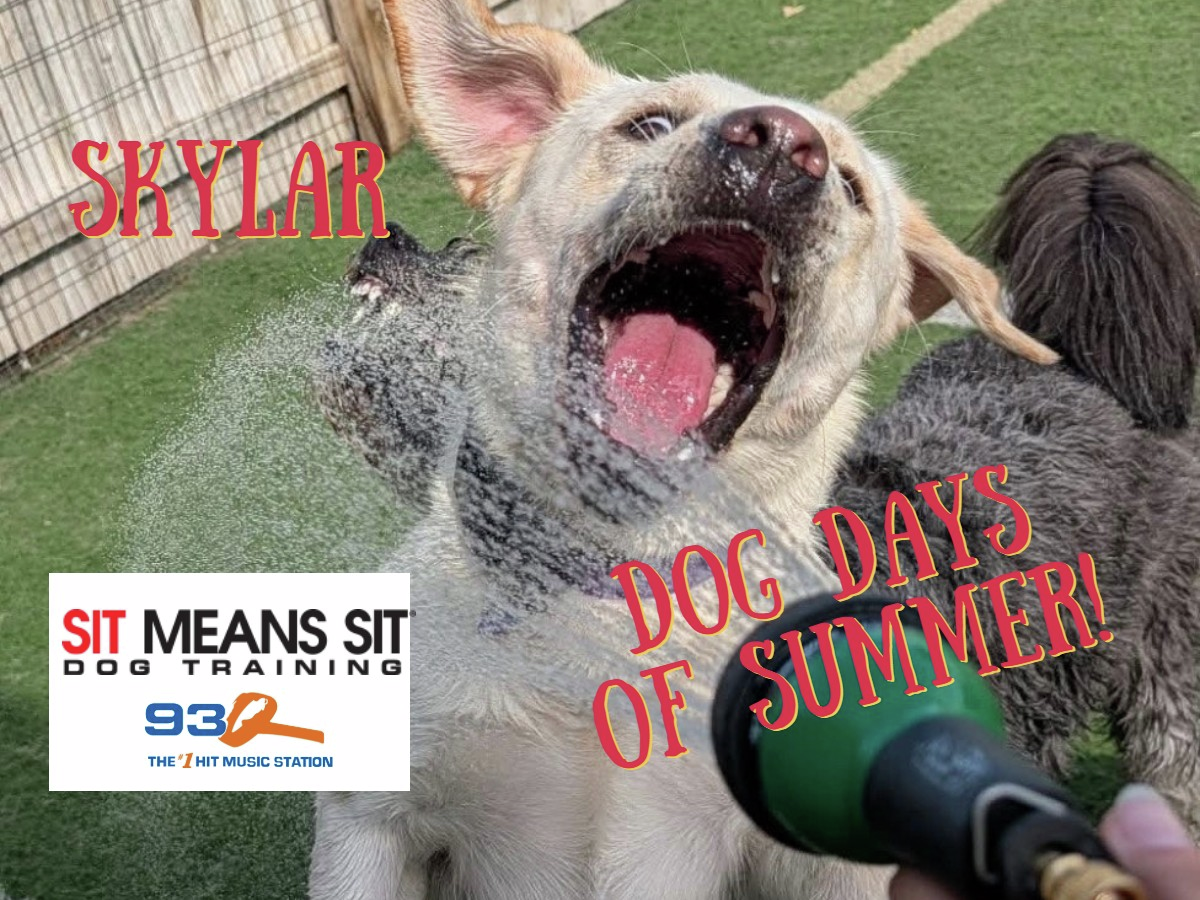 Dog Days Of Summer episode artwork