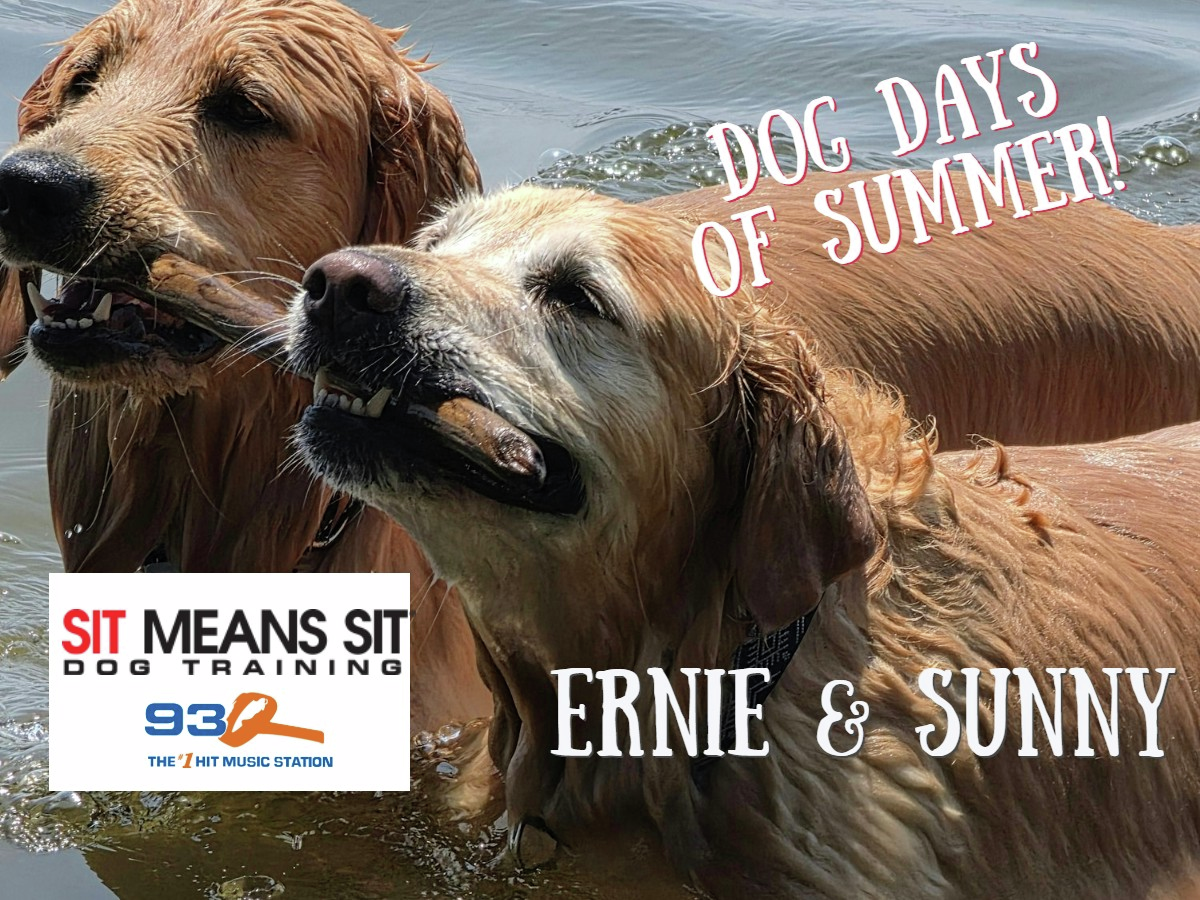 Dog Days Of Summer episode artwork