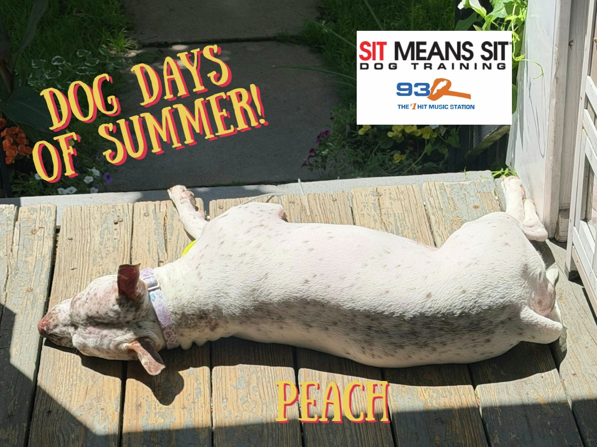 Dog Days Of Summer episode artwork