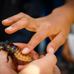 Nothing Gets Back at Your Ex Better than…a Madagascar Hissing Cockroach