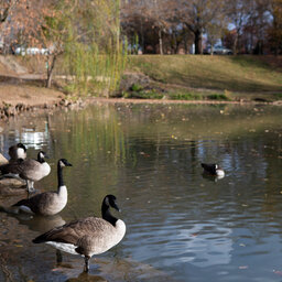 It Turns Out, Canada Geese Thrive on Harassment