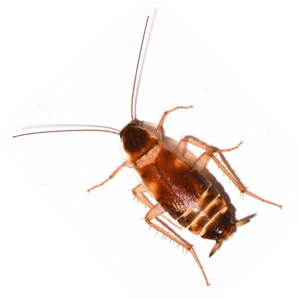 Cockroaches — with Former State Rep. Ed Henry - 1-20-26 episode artwork