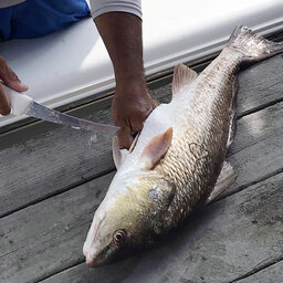 LISTEN: Fishing Report (0 9.20.19) Wind expected to blow through weekend - try fishing inshore for redfish.