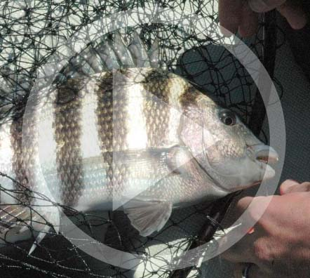 LISTEN: Fishing Report (02.05.20) Flounder still around, sheepshead bite getting better.
