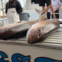 Fishing Report - 04.27.2021 - Cobia finally show up, amberjack open May 1