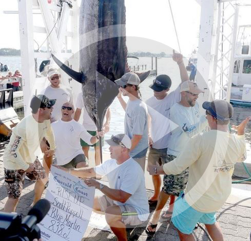 FISHING REPORT ( Tues. June 19, 2018 ) Great fishing is back and Blue Marlin Classic coming up