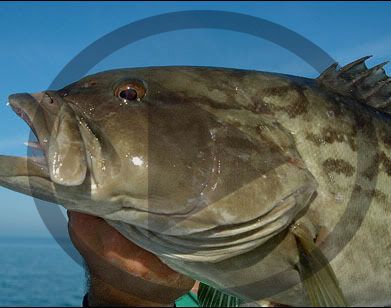LISTEN: Fishing Report (06.12.19) Red snapper and grouper bite is strong.