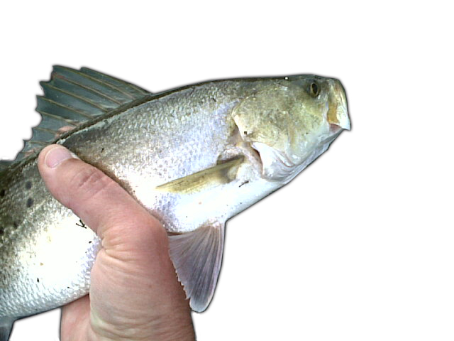 LISTEN: Fishing Report (12.11.19) - Trout, flounder and Christmas shopping