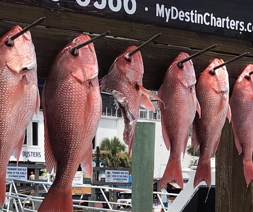 LISTEN: Fishing Report (07.23.19) - Redfish bite is good, watch out for pesky shark when bottom fishing