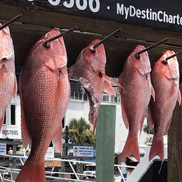 LISTEN: Fishing Report (07.23.19) - Redfish bite is good, watch out for pesky shark when bottom fishing