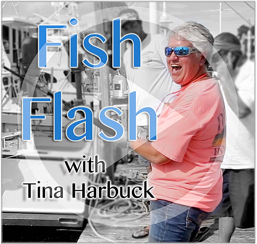 Let's  talk Odd Ball fish episode artwork