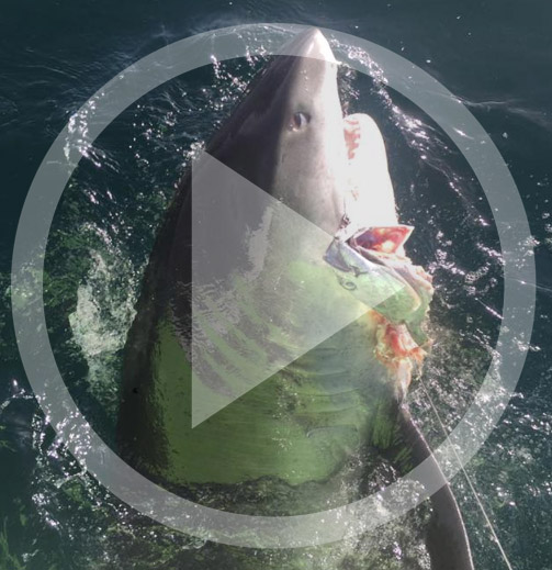 LISTEN: ( Shark Week) Capt. Neill Finkel of the charter boat Shock’n Y’all  on a recent shark fishing trip
