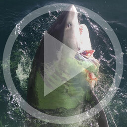 LISTEN: ( Shark Week) Capt. Neill Finkel of the charter boat Shock’n Y’all  on a recent shark fishing trip